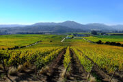Viña Santa Rita 2 - Image 4