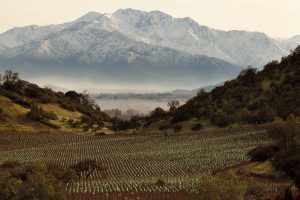 Viña Santa Rita - Maipo Valley