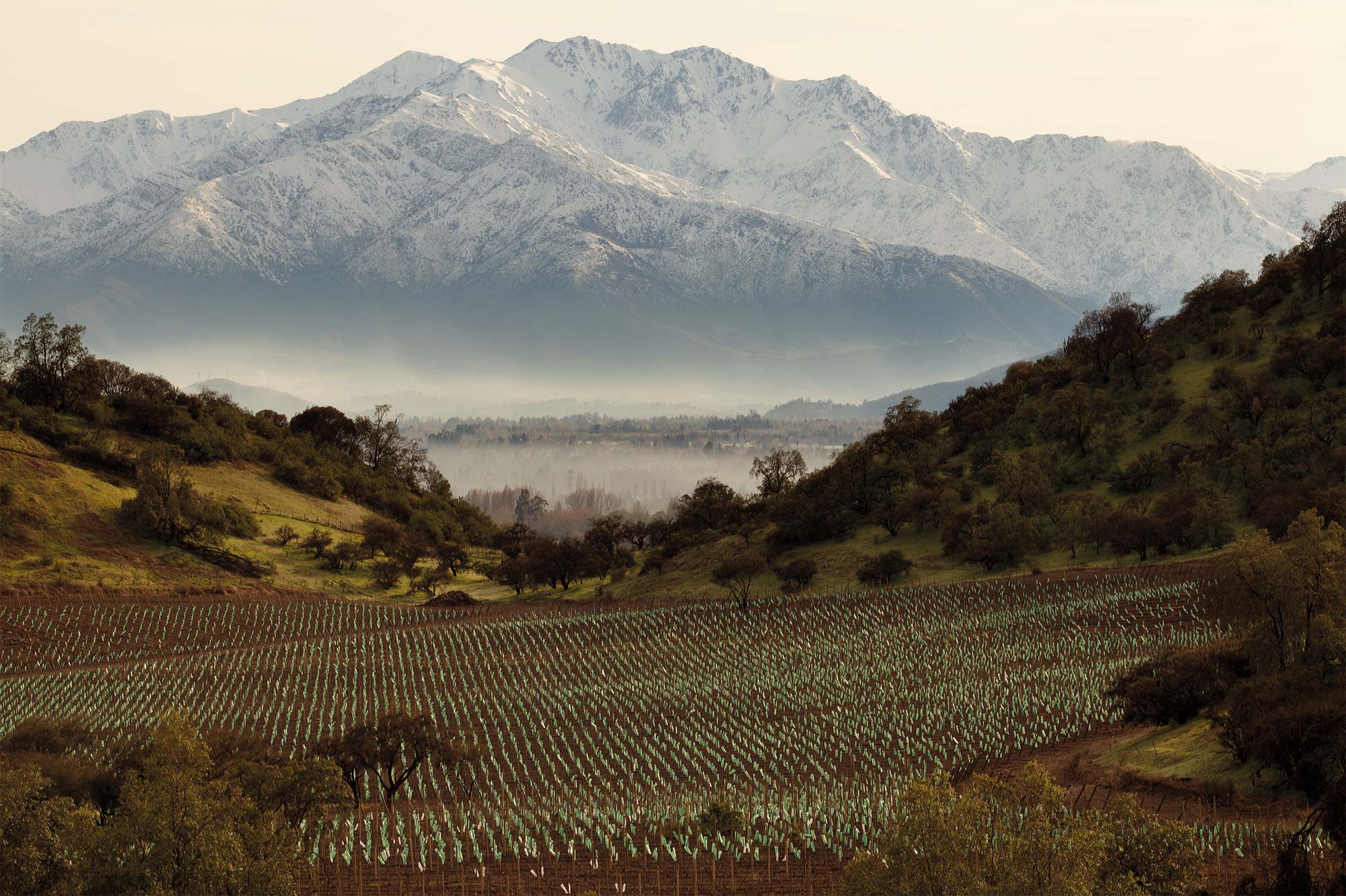 Viña Santa Rita - Maipo Valley